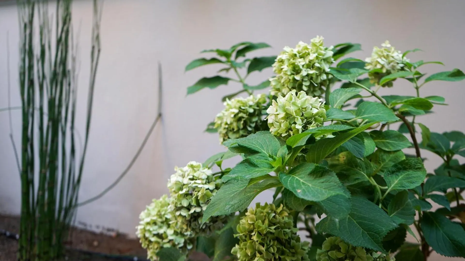 Home Zen Garden - Netflix, Wi-Fi E Relax Lido di Ostia 0*,  Italy